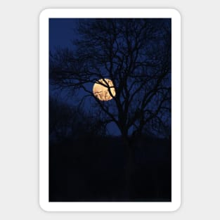 beautiful full moon with tree silhouette and dark blue sky Sticker